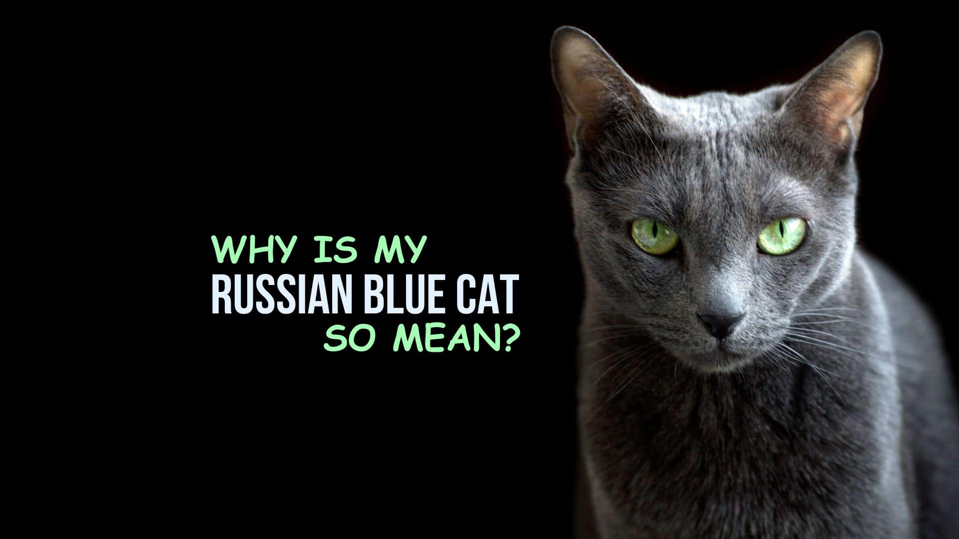 russian blue cat