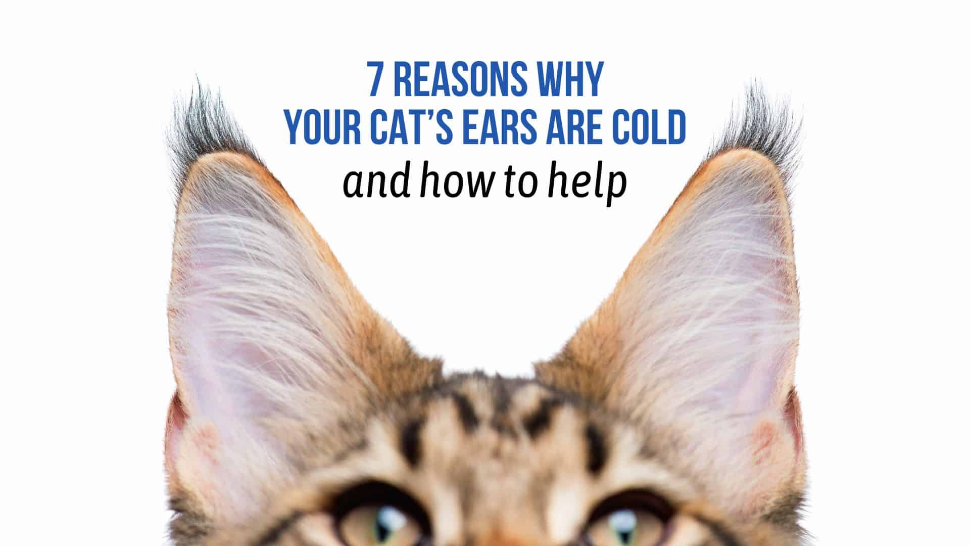 cats ears are cold