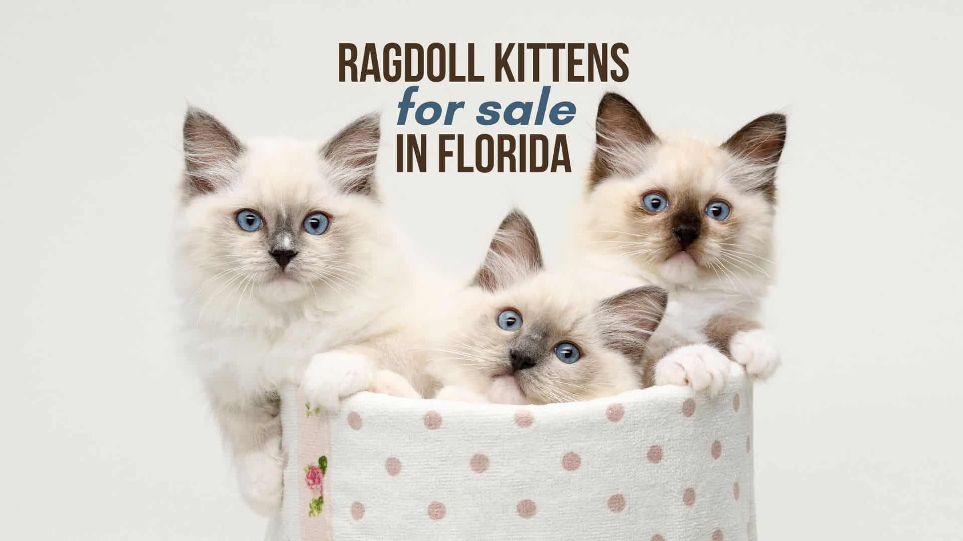 ragdoll kittens in florida