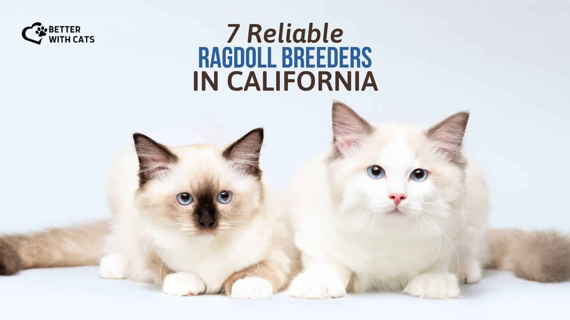 ragdoll breeders in California