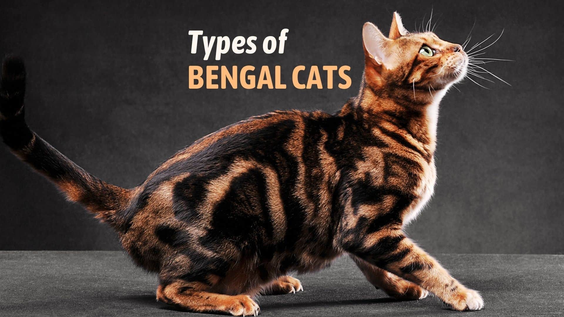 types of Bengal cats