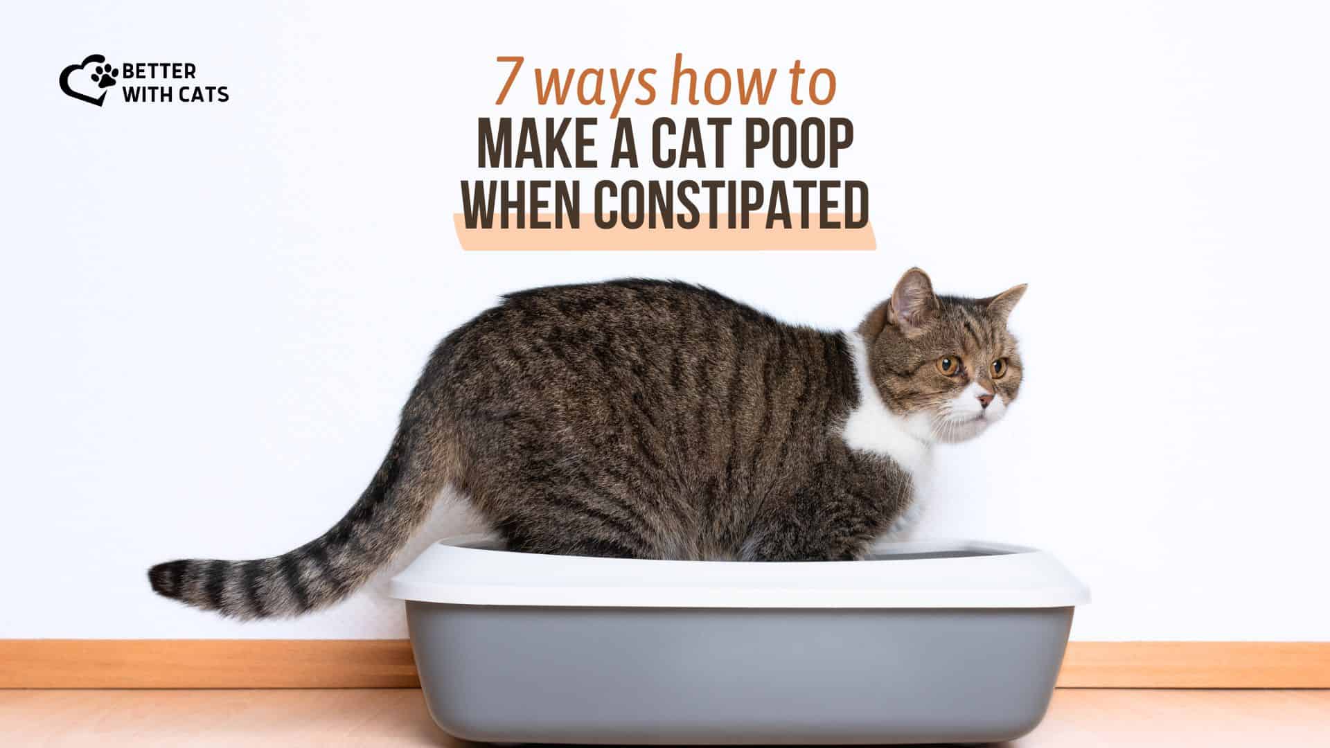 photo of a cat pooping while constipated