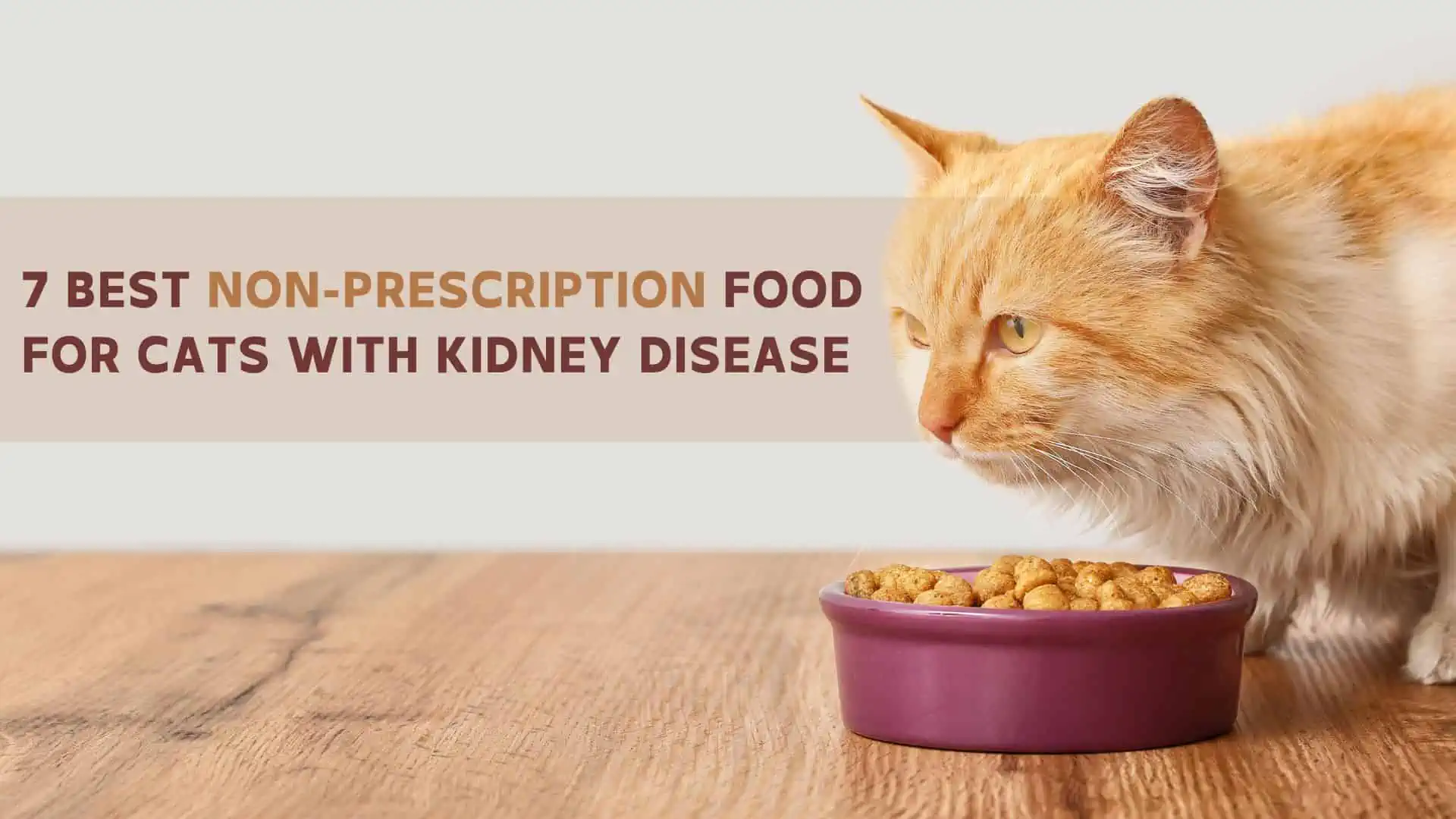 an orange cat sitting and eating non prescription food for kindey disease