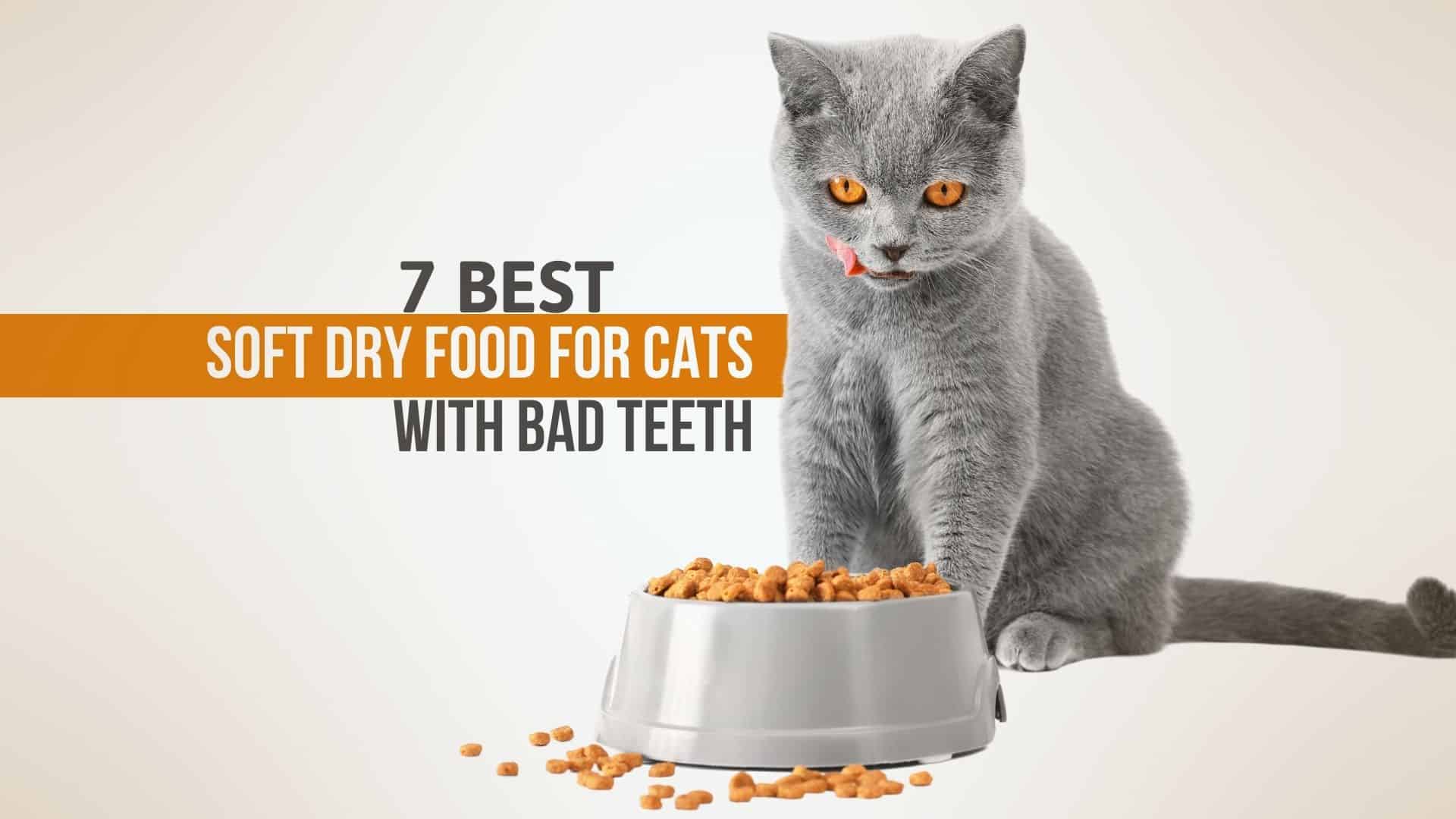 a cat with bad teeth sitting by the food bowl full of soft dry food for cats