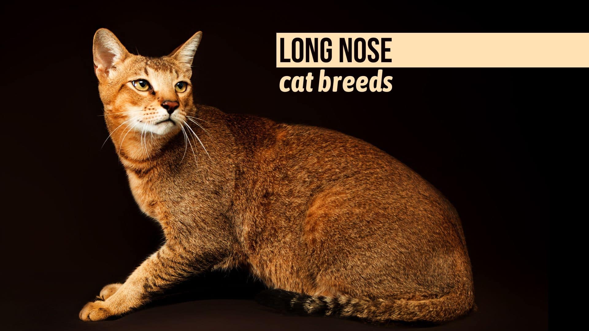 cat with long nose