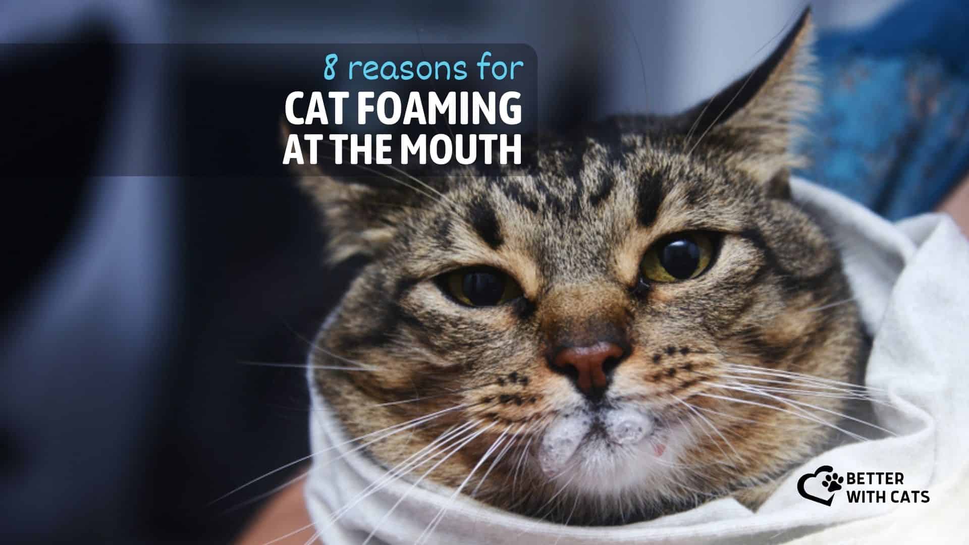 photo of a tabby cat foaming at the mouth