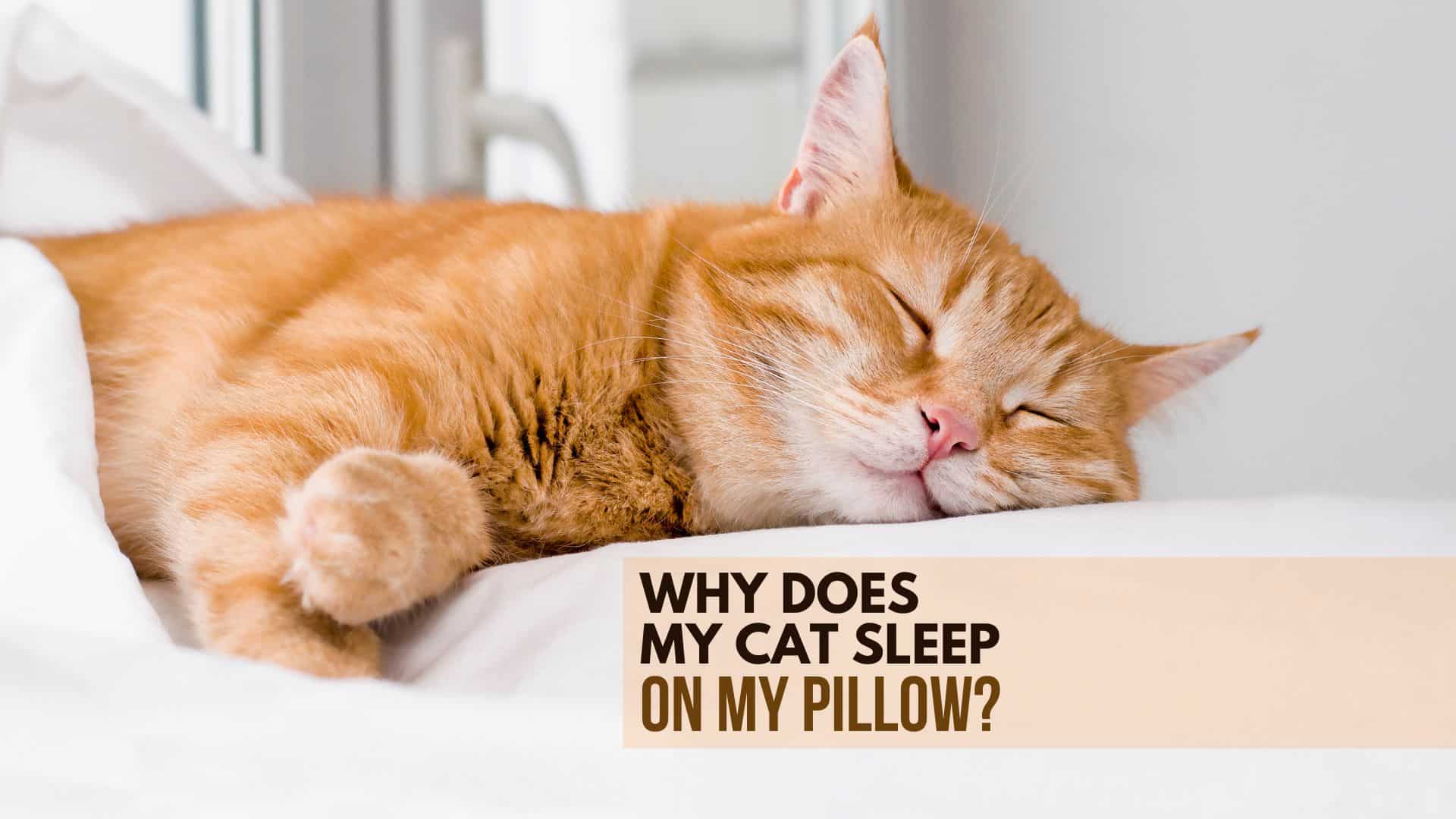 ginger cat sleeping on a pillow