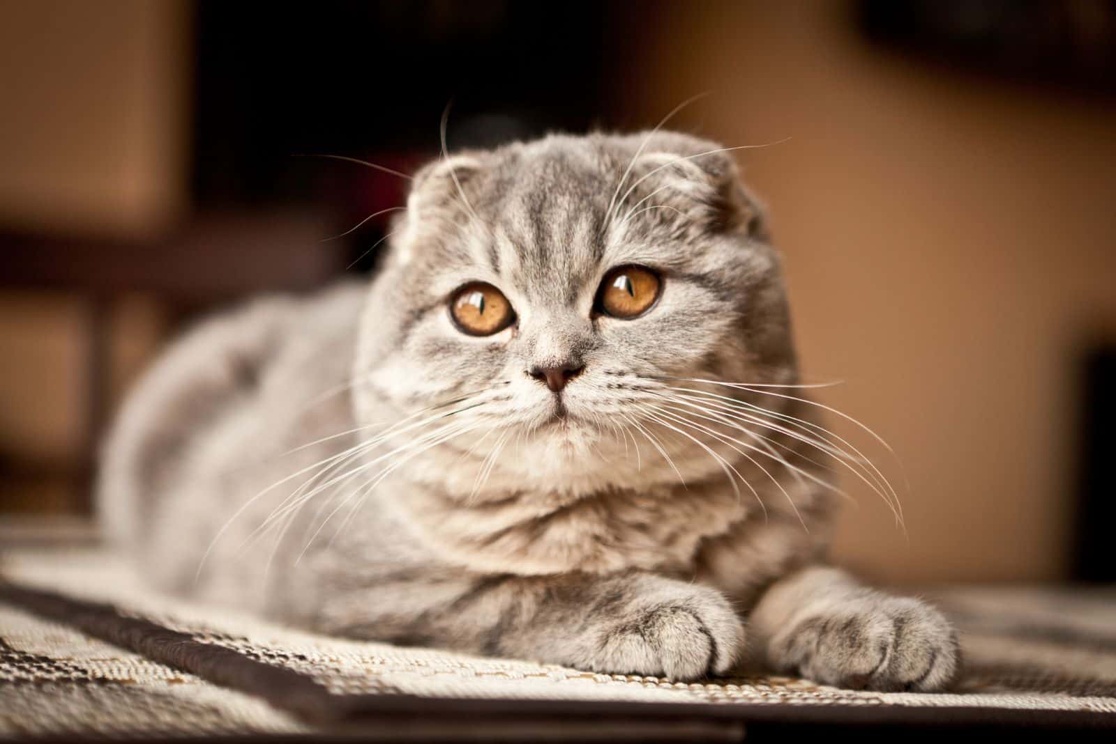 adorable Scottish Fold