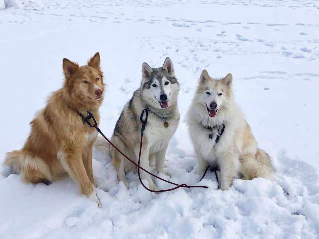 different coat colors of native american indian dog