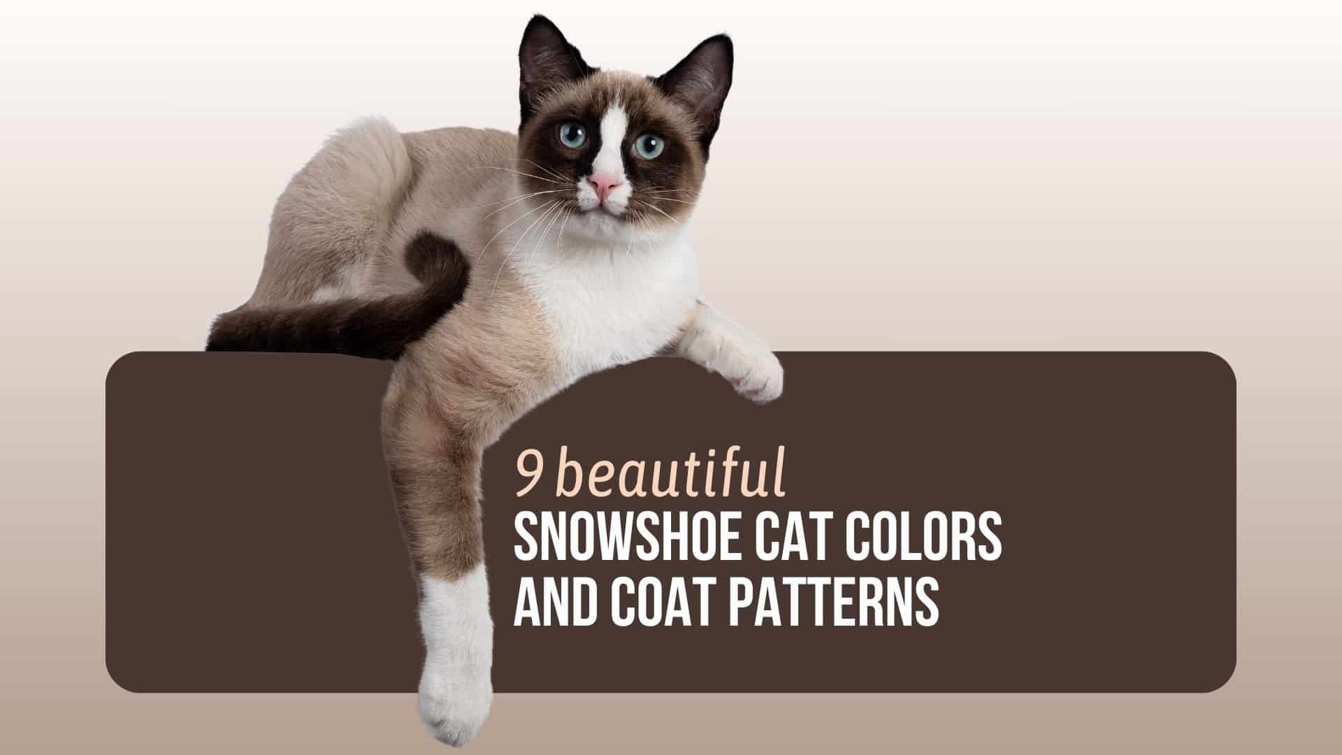 Snowshoe Cat Colors