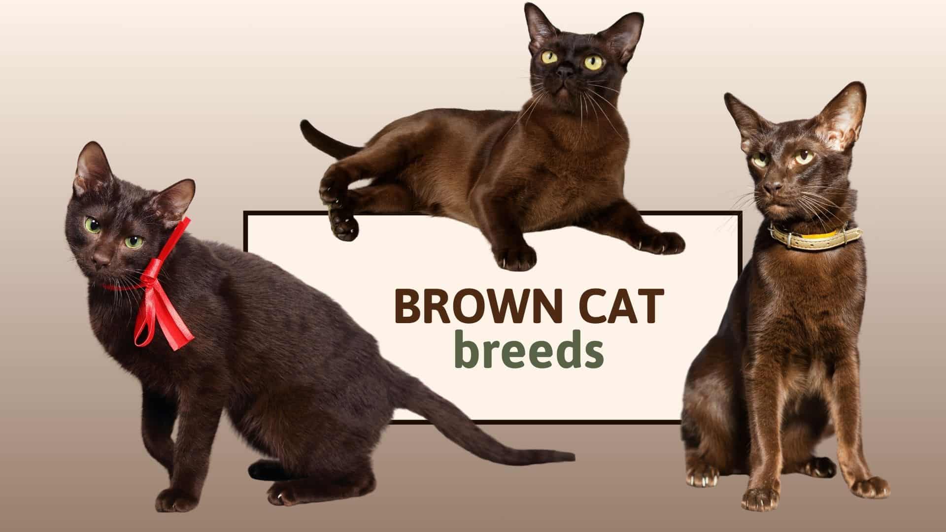 Brown Cat Breeds