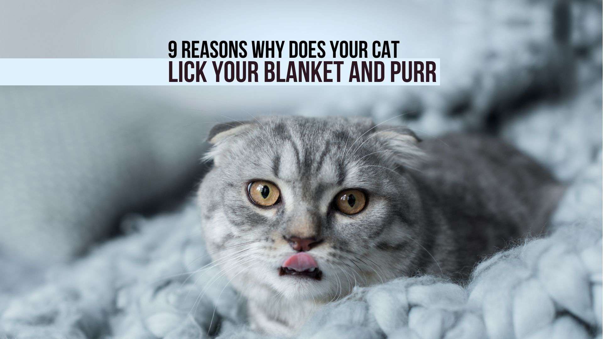 Why Does Your Cat Lick Your Blanket