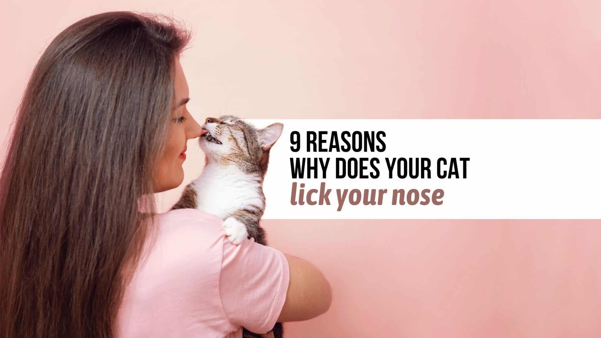 cat licking human nose