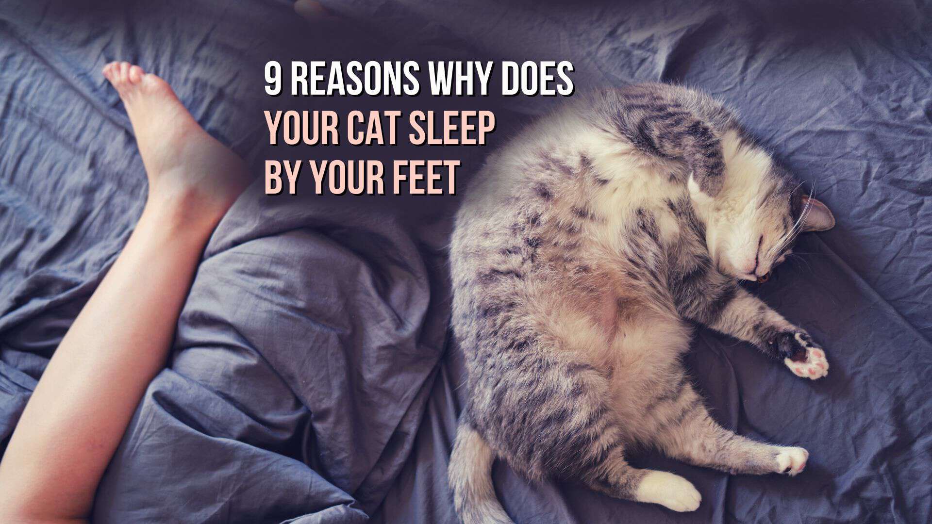 Cat sleeping next to owners feet