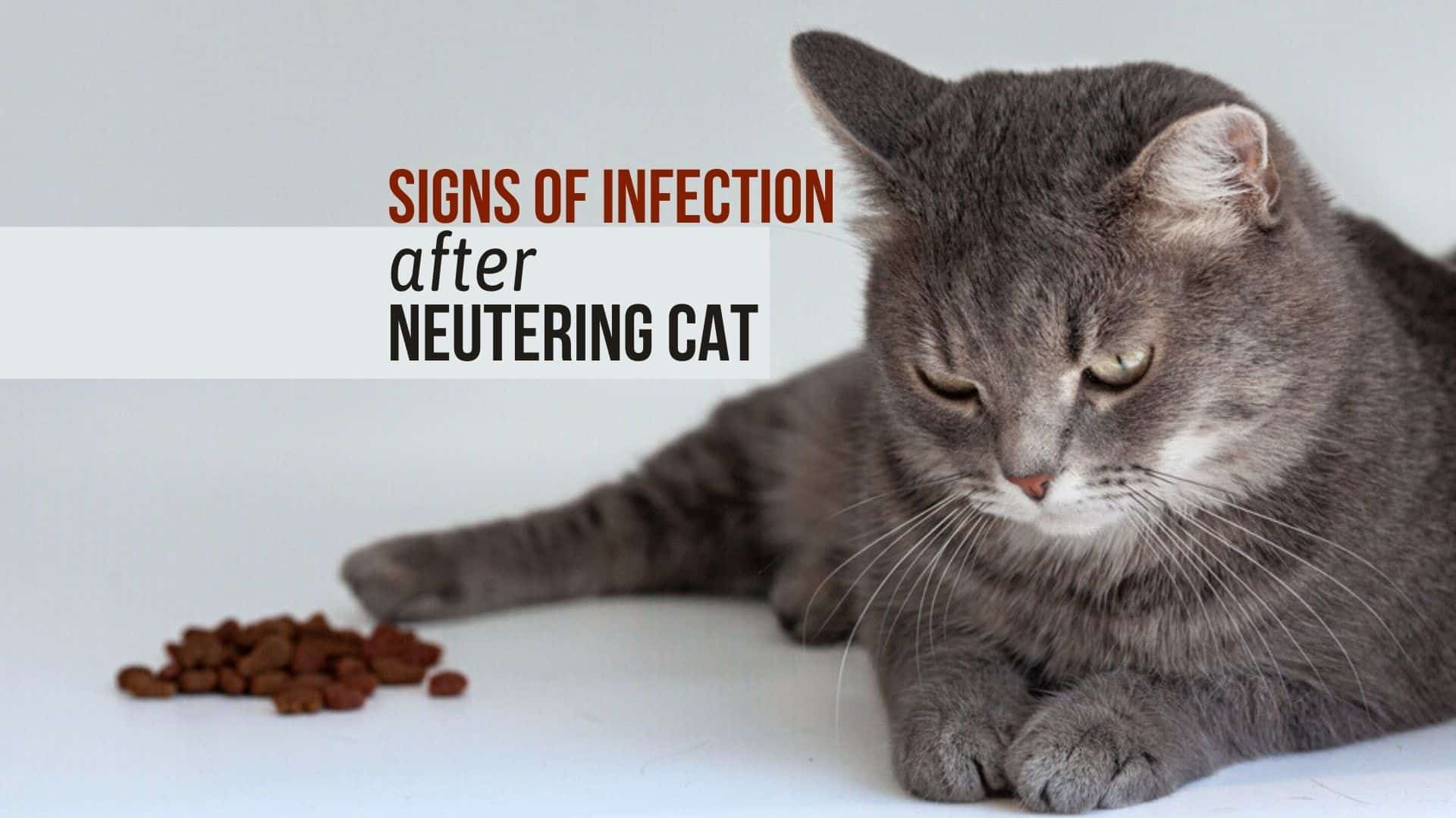 signs of infection after castration