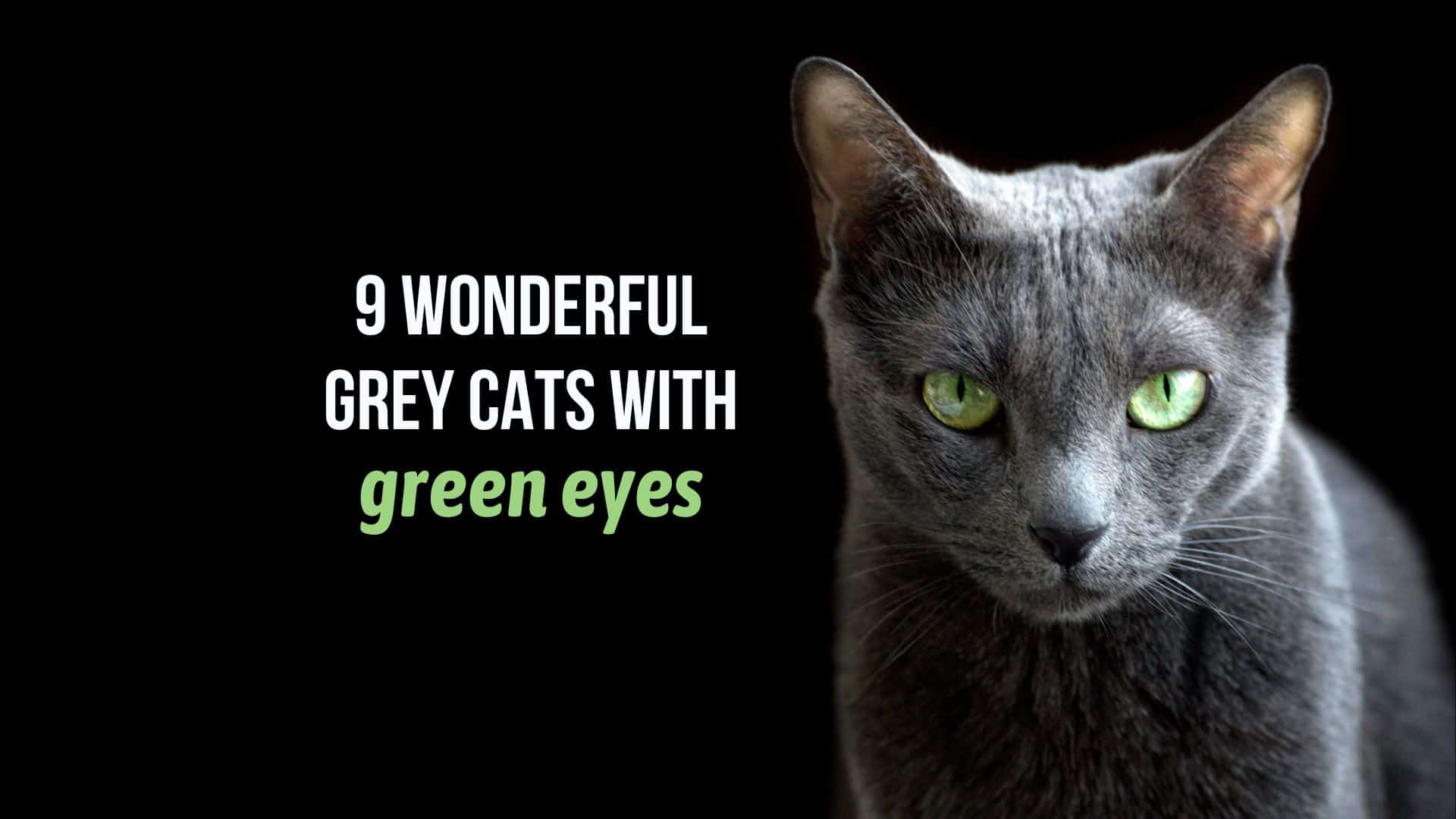 cats with green eyes