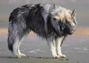 American Alsatian