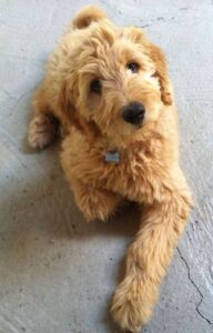 Goldendoodle look