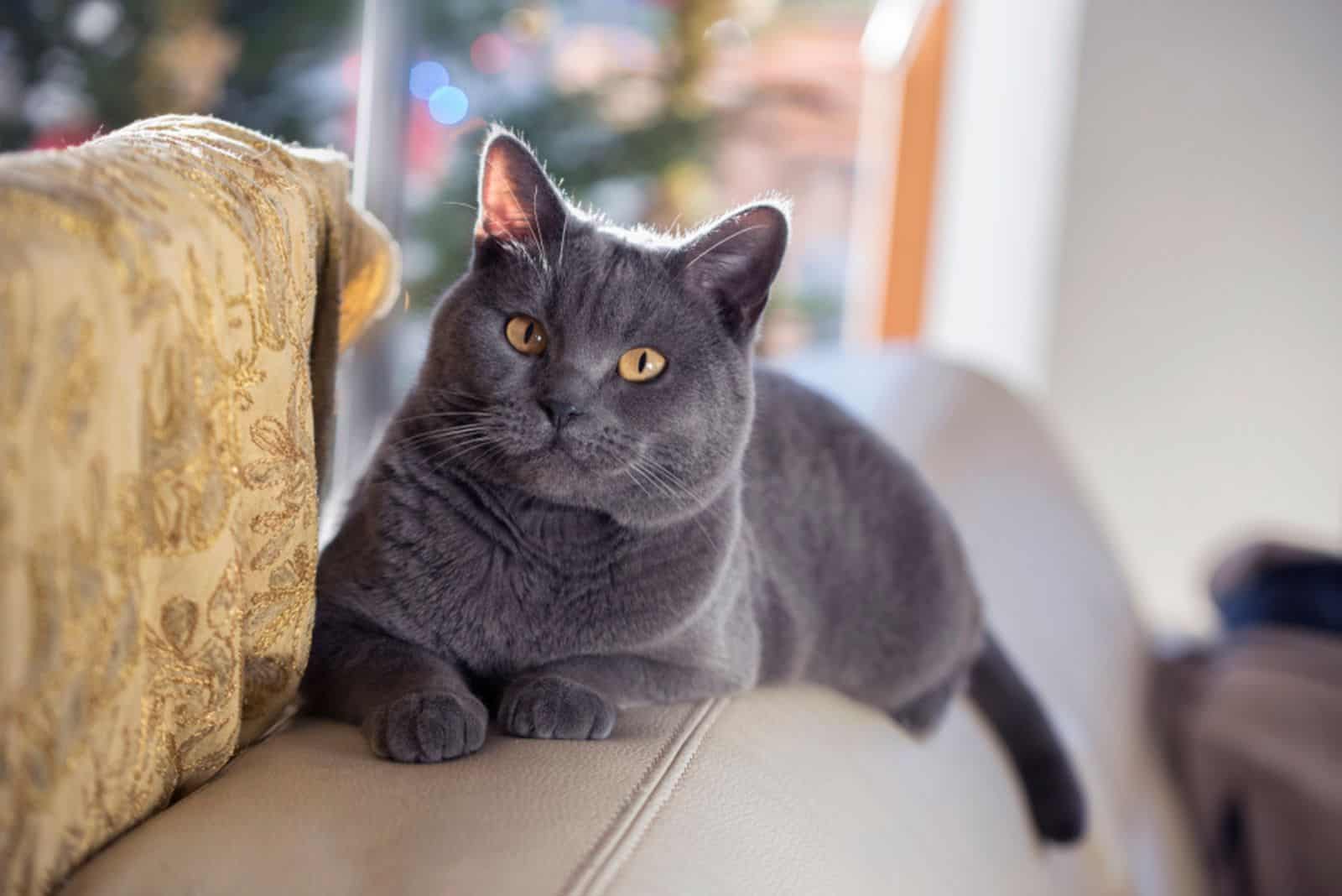 A Chartreux Cat lies on a leather couch