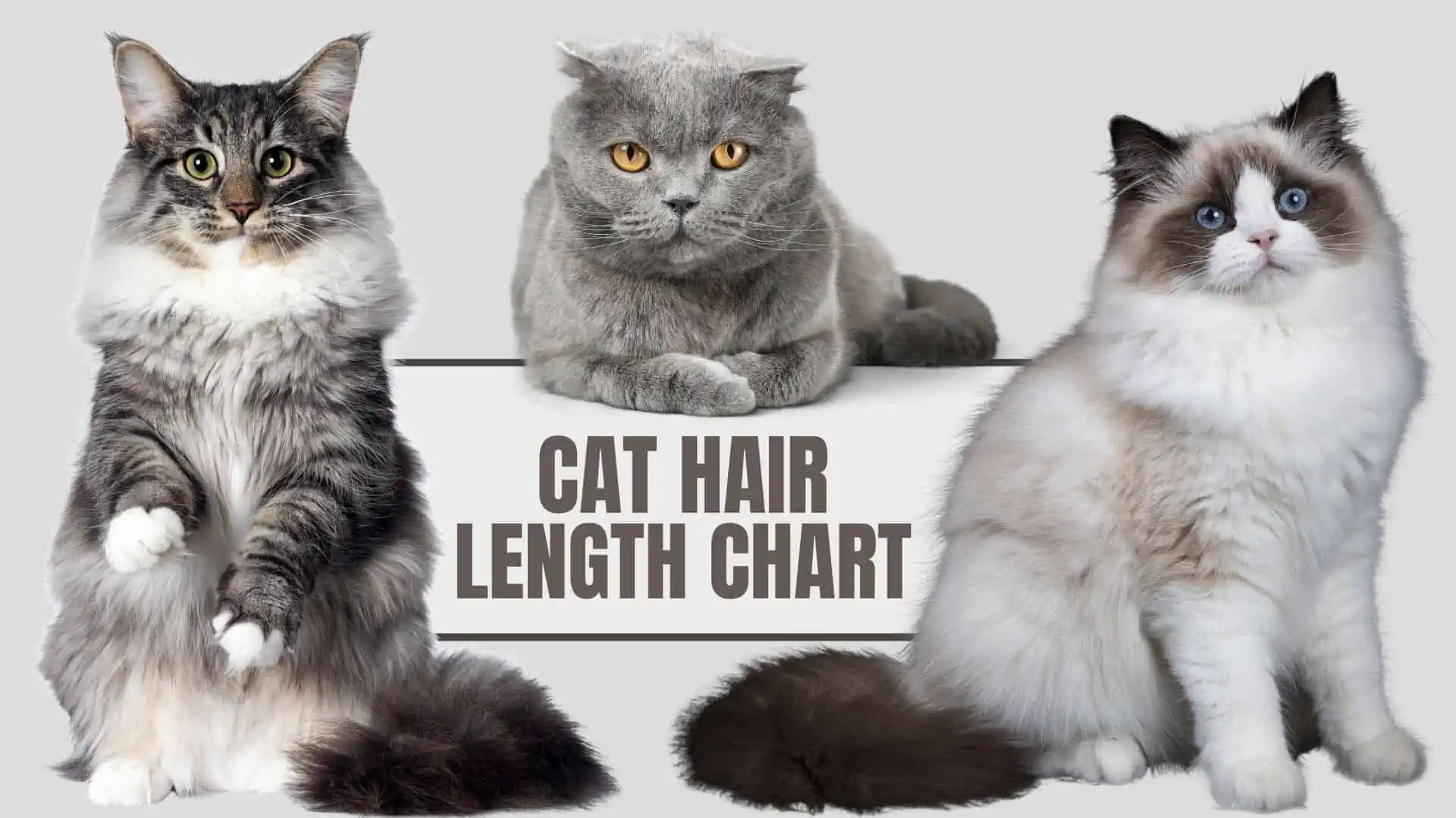 different length hair cats