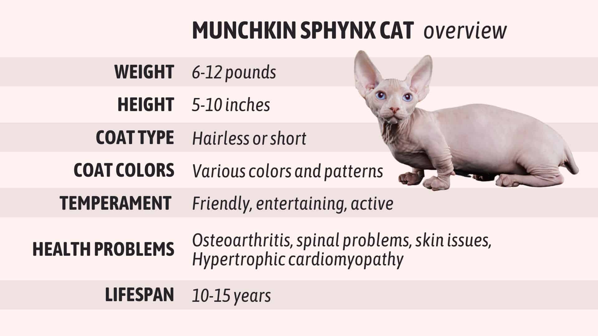 munchkin sphynx cat