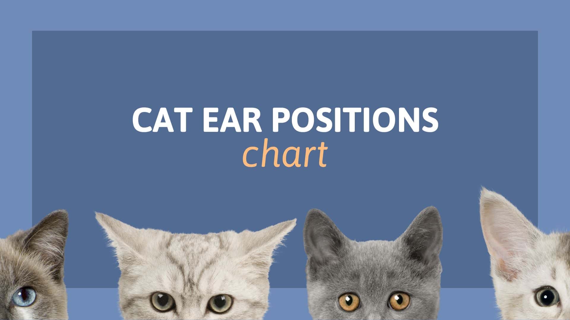 cat ear position