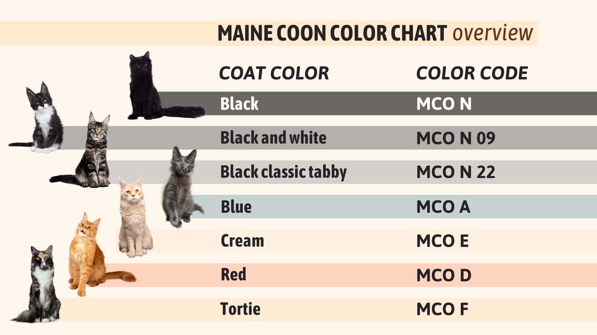 Maine Coon Color Chart