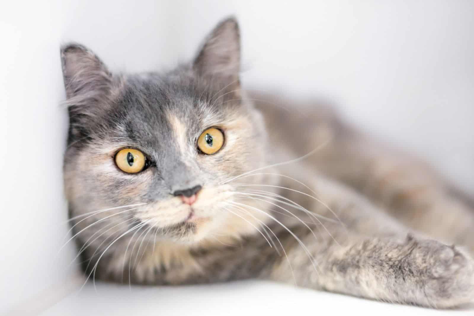 A Dilute Tortoiseshell cat with yellow eyes in a relaxed position