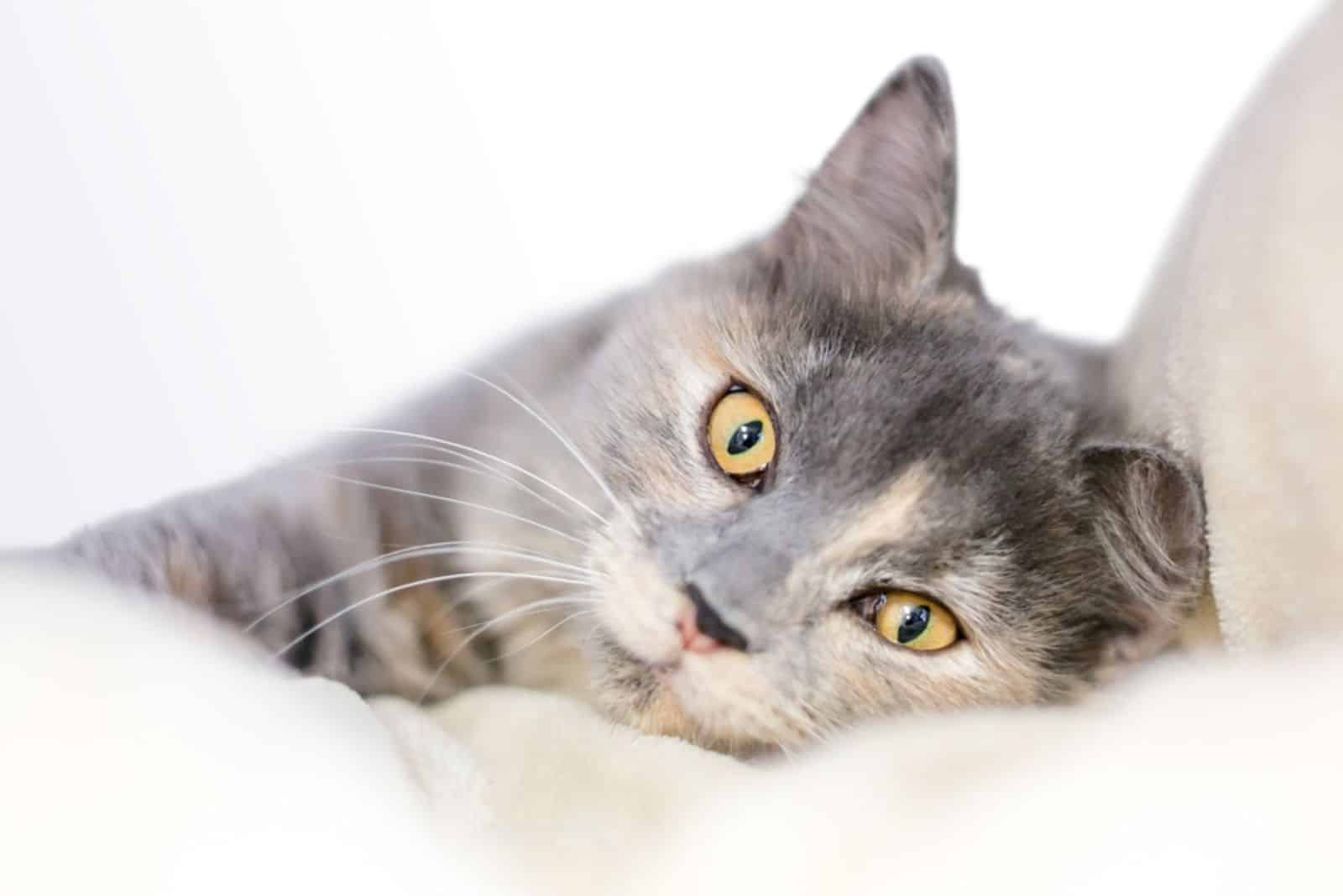 A Dilute Tortoiseshell cat with yellow eyes relaxing on a soft blanket