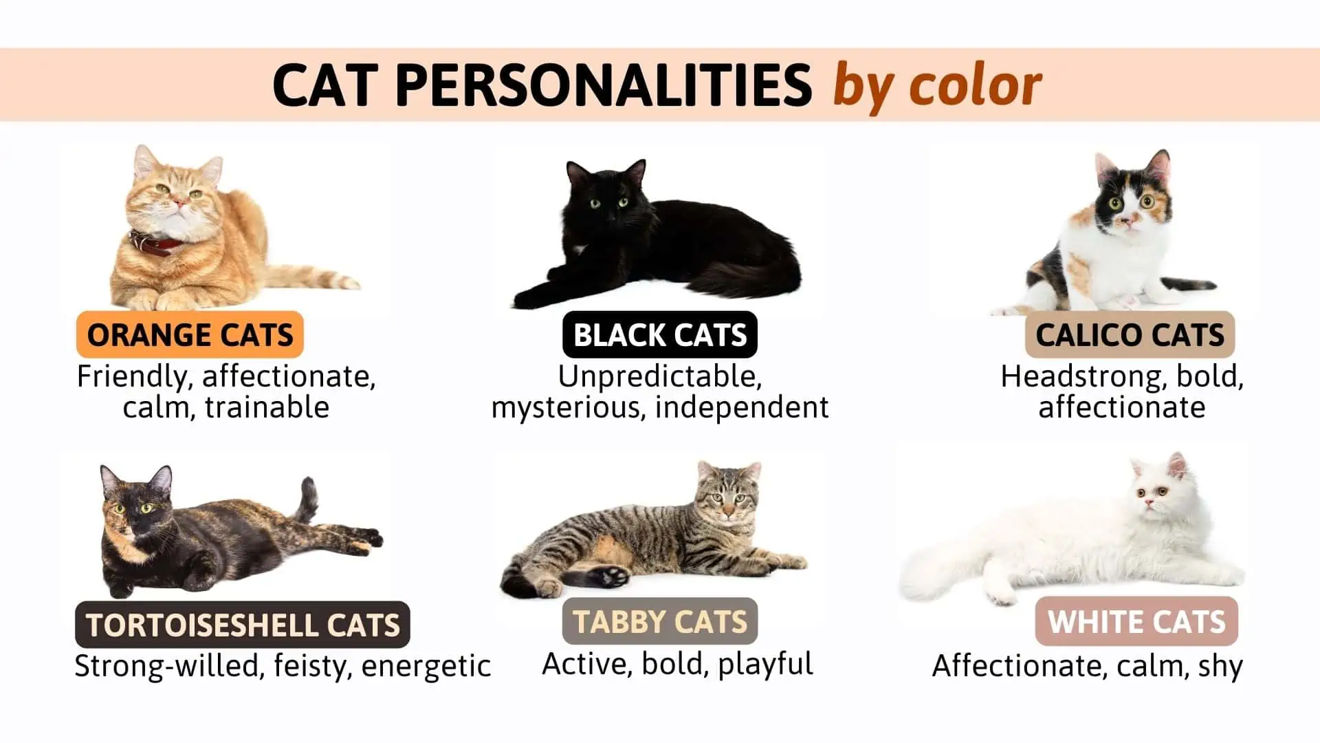 different coat color cats