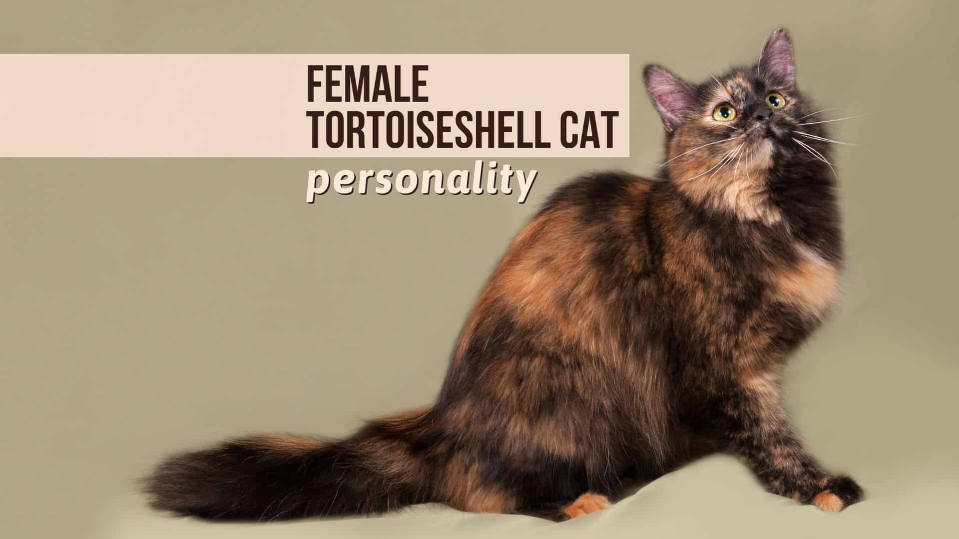 female tortoiseshell cat personality