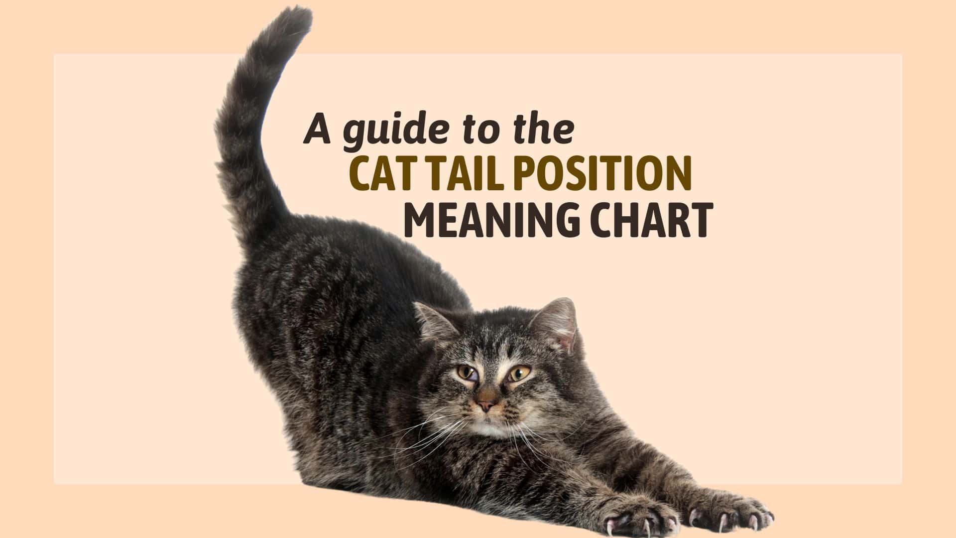 guide to cat tail position