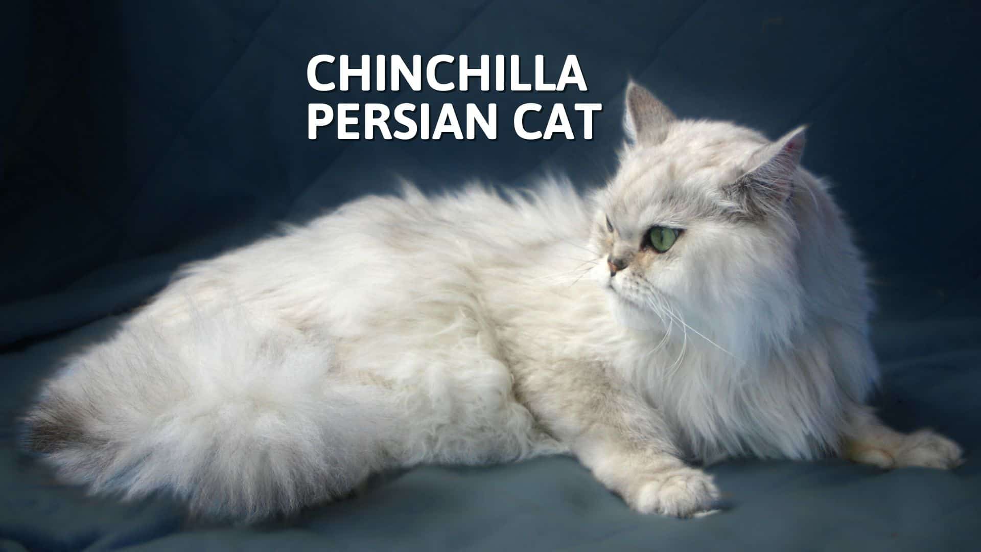 chinchilla persian cat