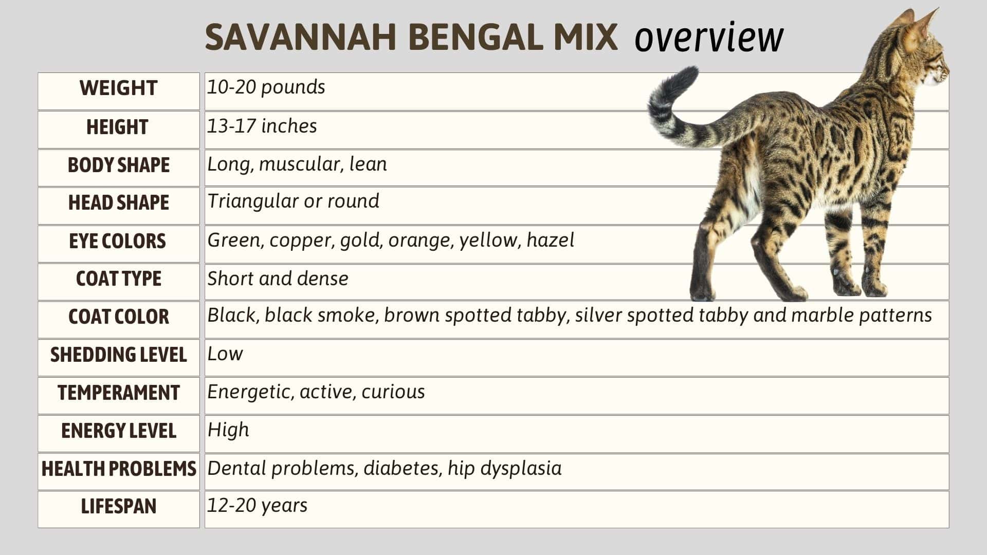 savannah bengal mix chart