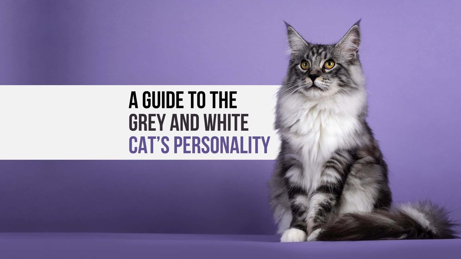 grey and white cat's personality