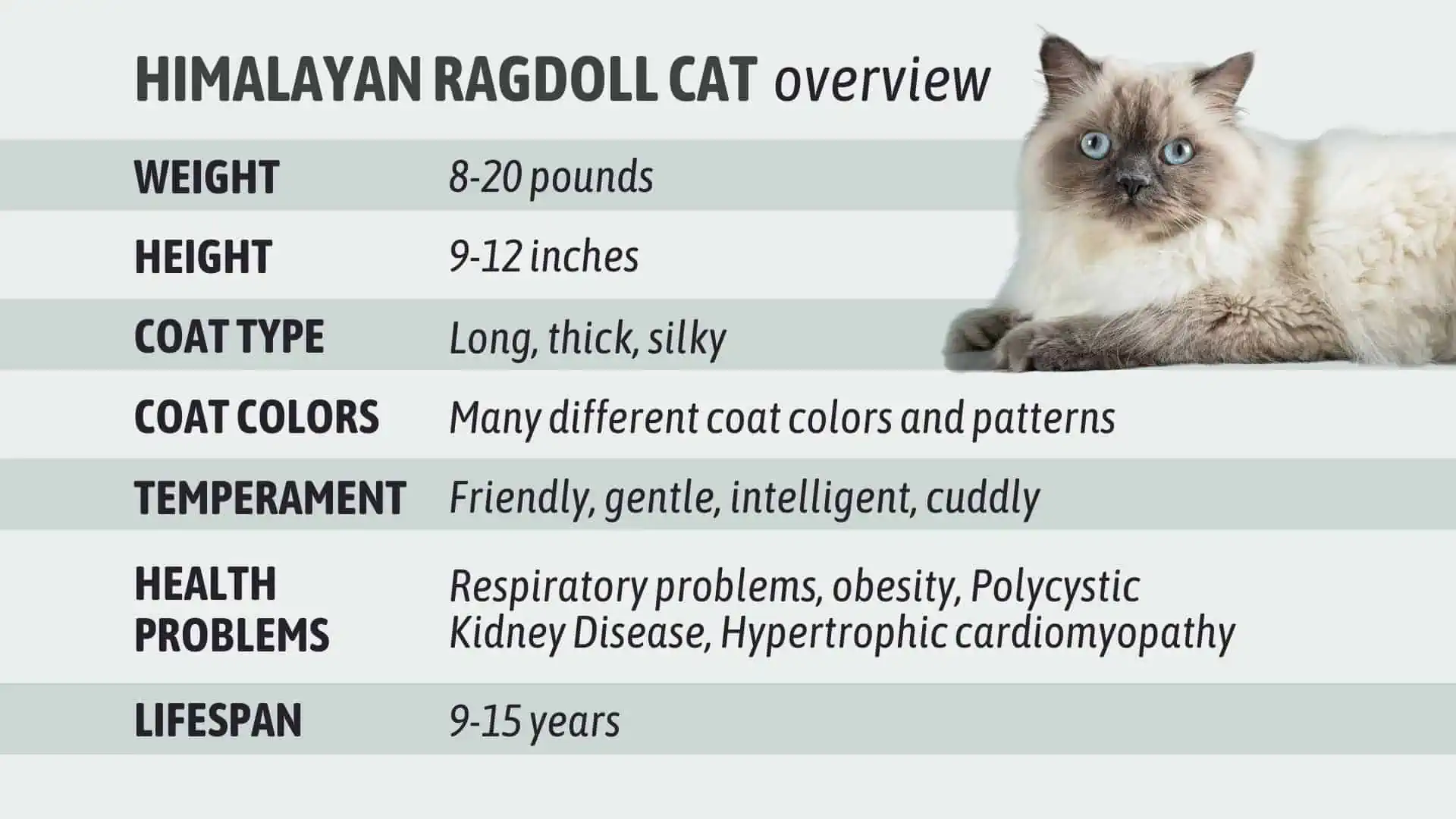 Himalayan Ragdoll Cat Hybrid