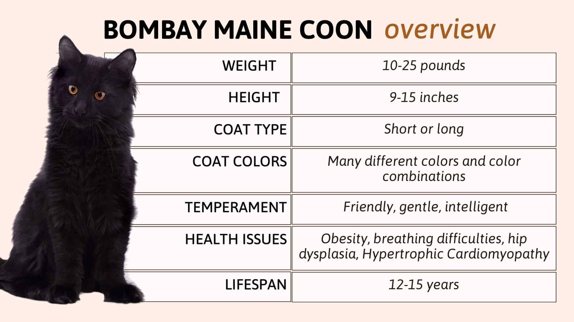 bombay maine coon mix chart