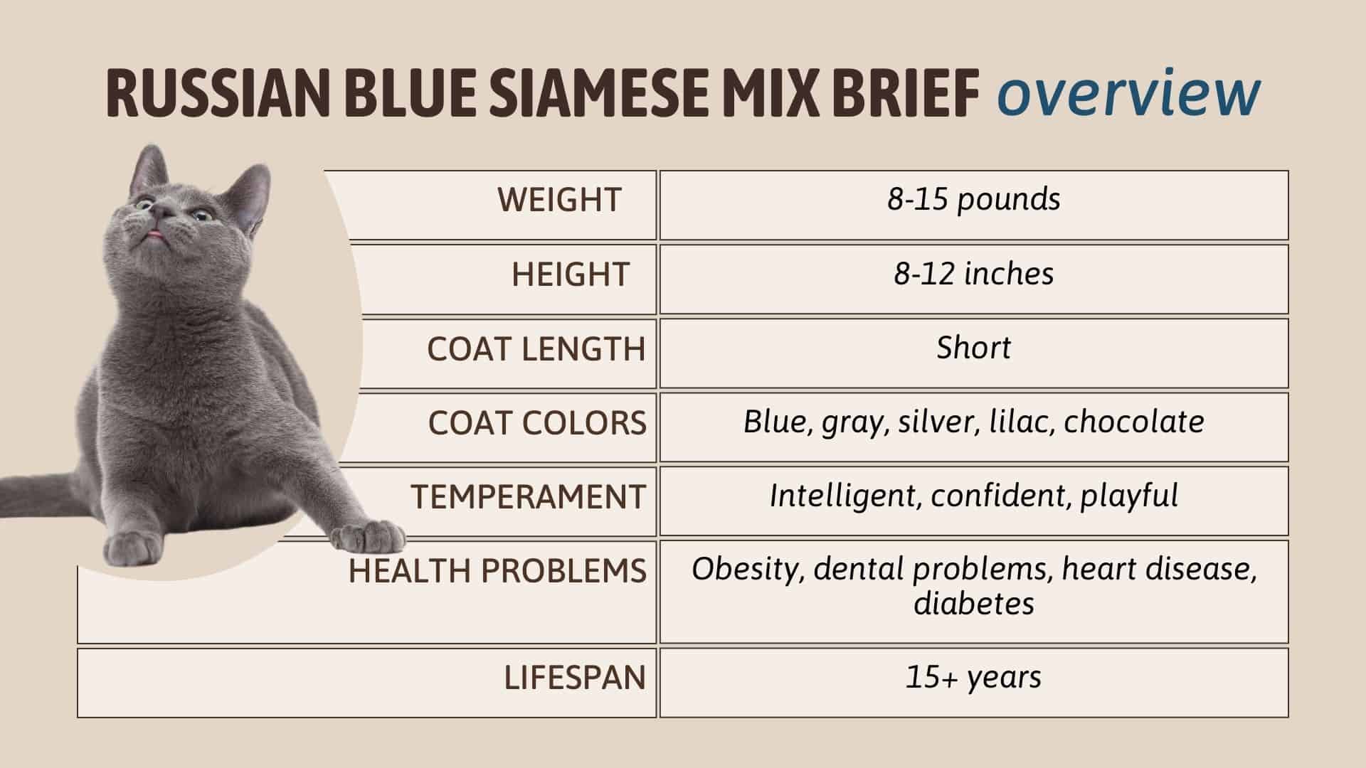 chart for russian siamese mix