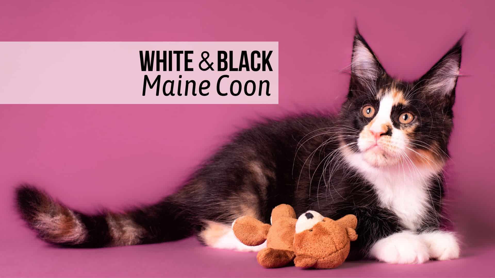 white and black maine coon cat