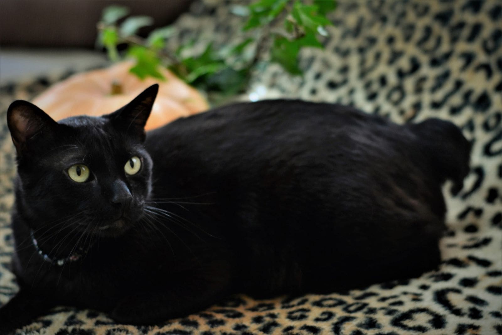 A Japanese Bobtail cat is lying on the couch