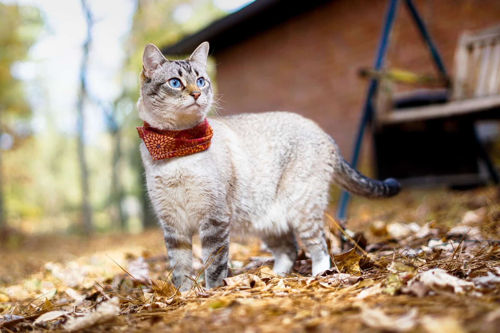 A Lynx-Point Tabby Siamese cat with blue eyes outside in the leaves wearing a bandana