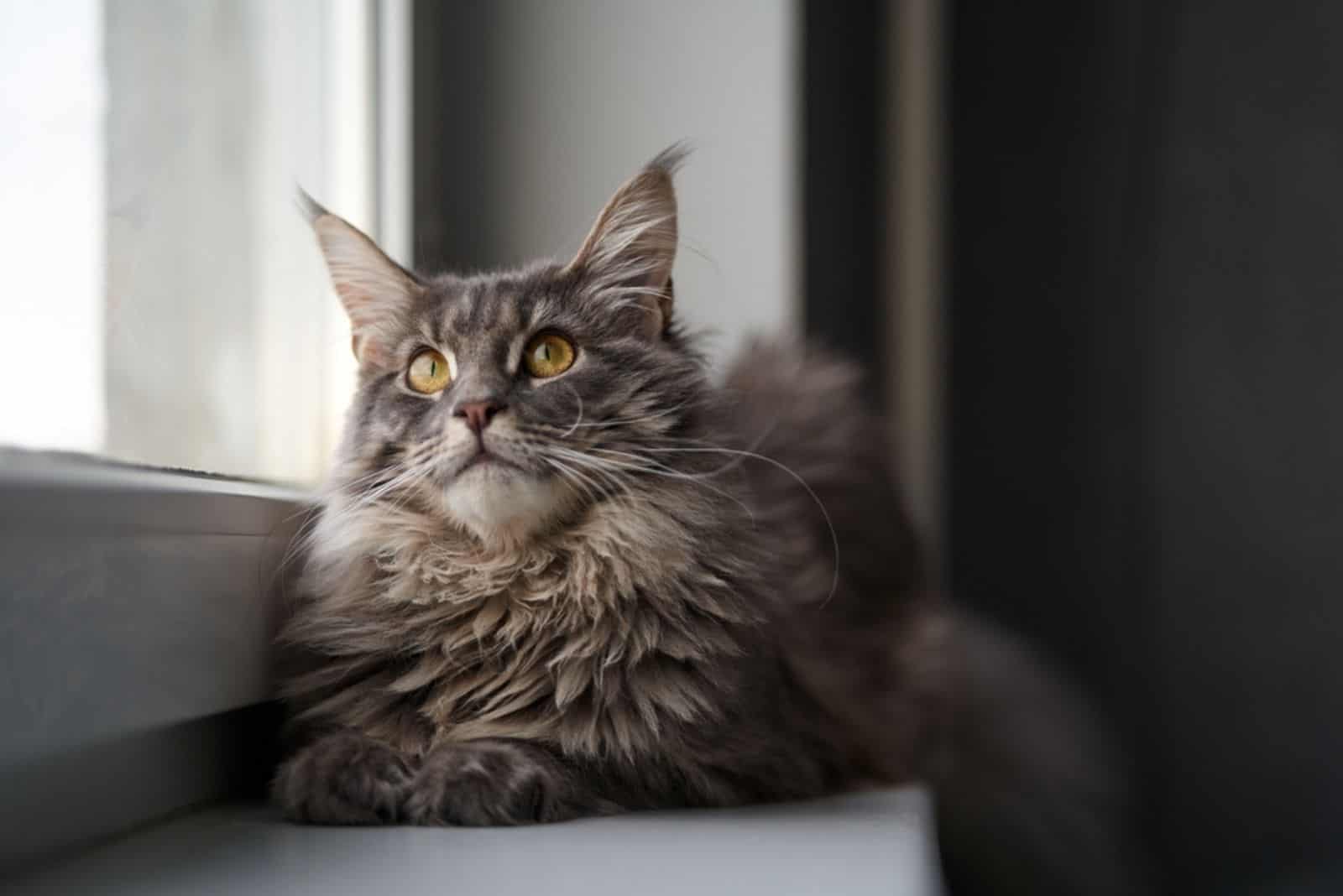 A Maine Coon cat sits by the window