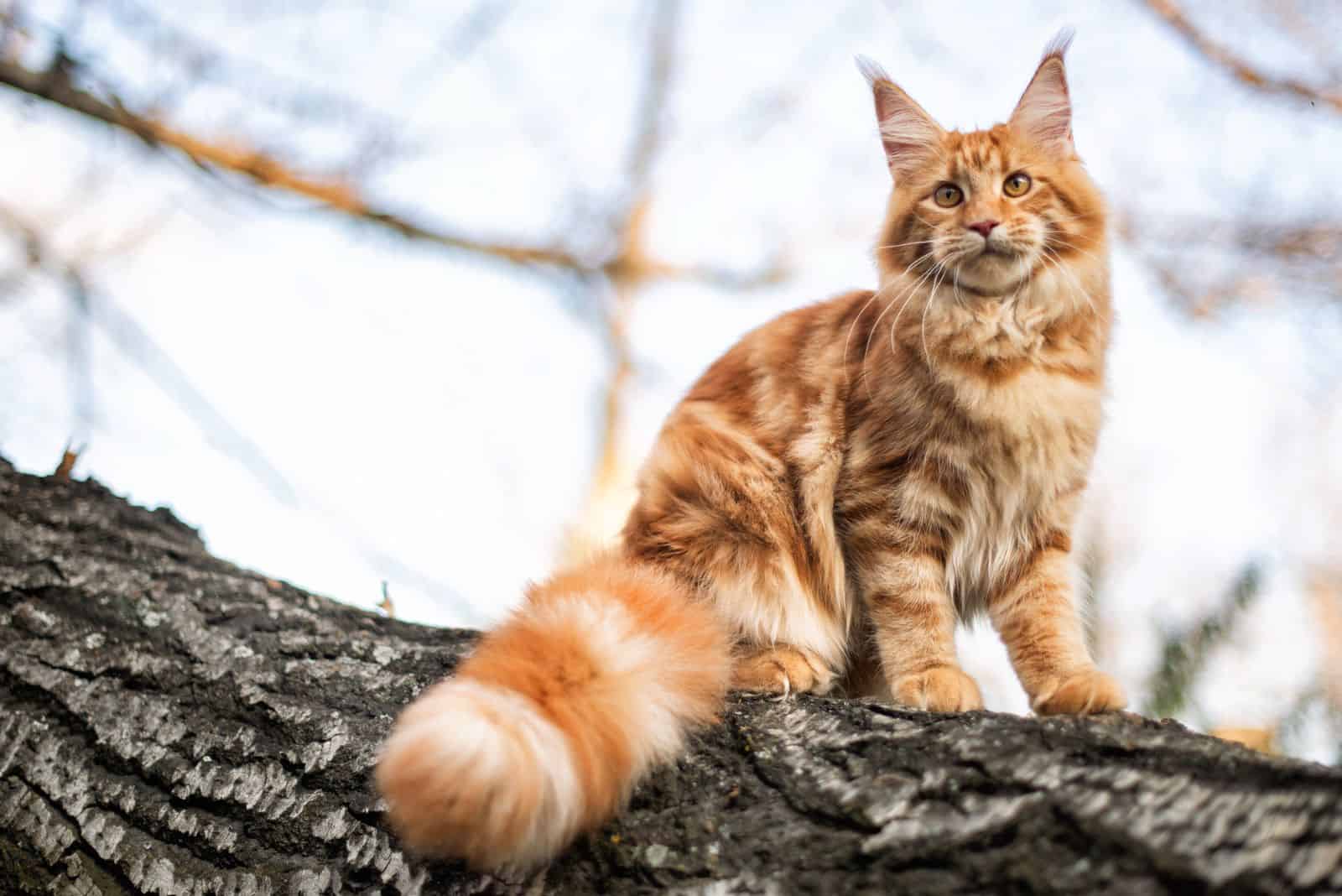 A Maine Coon cat sits on a tree and looks into the distance