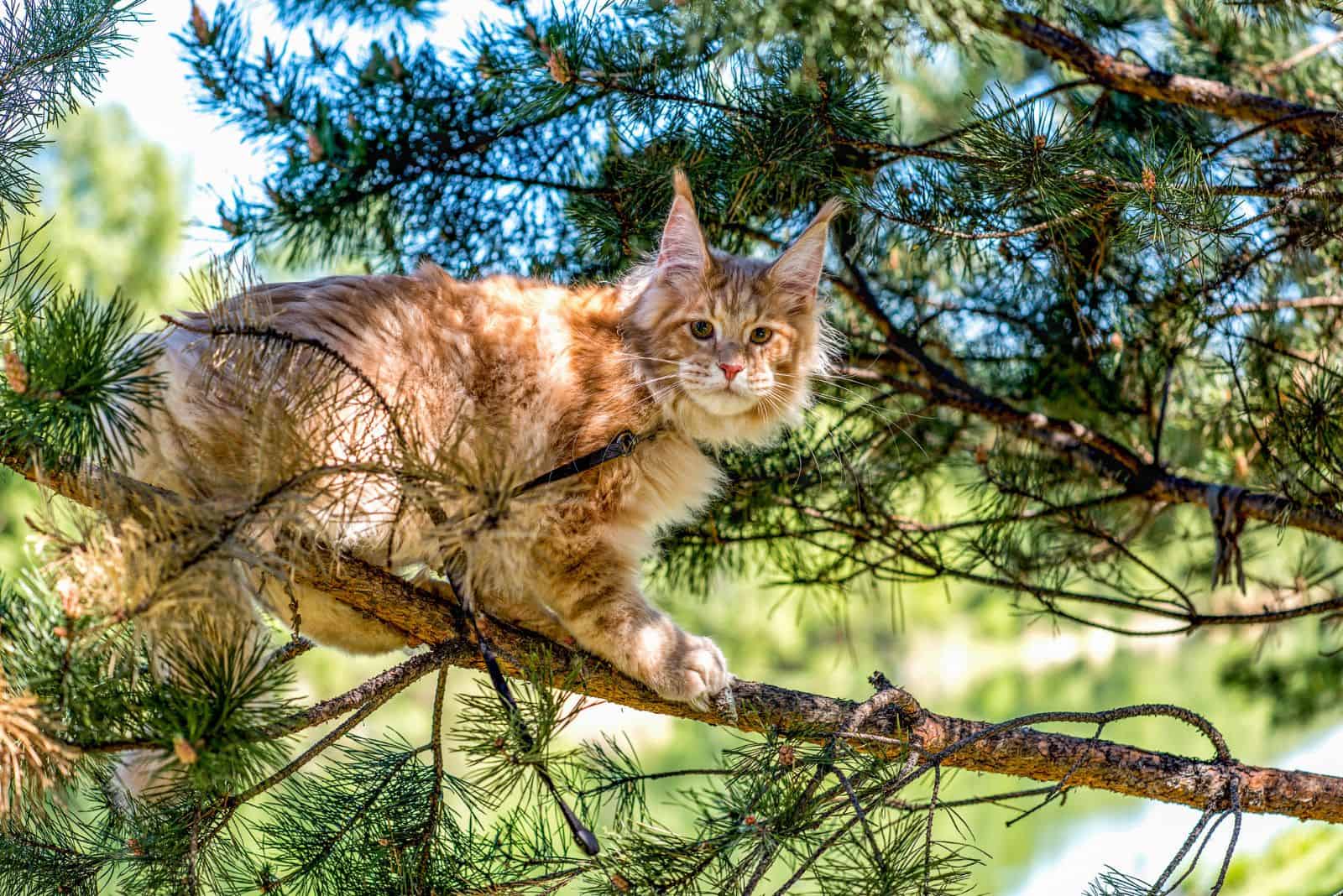 A Maine Coon cat sneaks up a tree