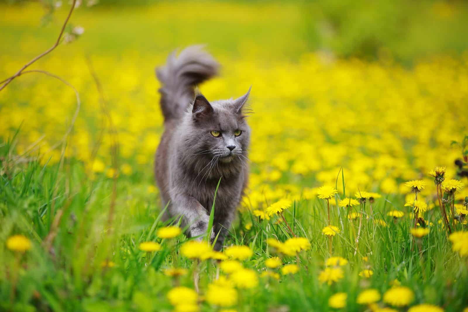 A Maine Coon cat walks through a meadow full of dandelions