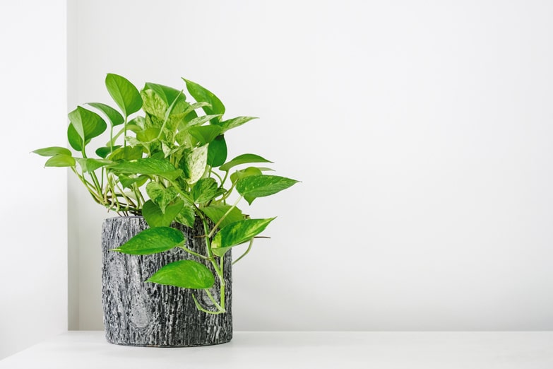 A Practical Guide On How To Prune Pothos Houseplants