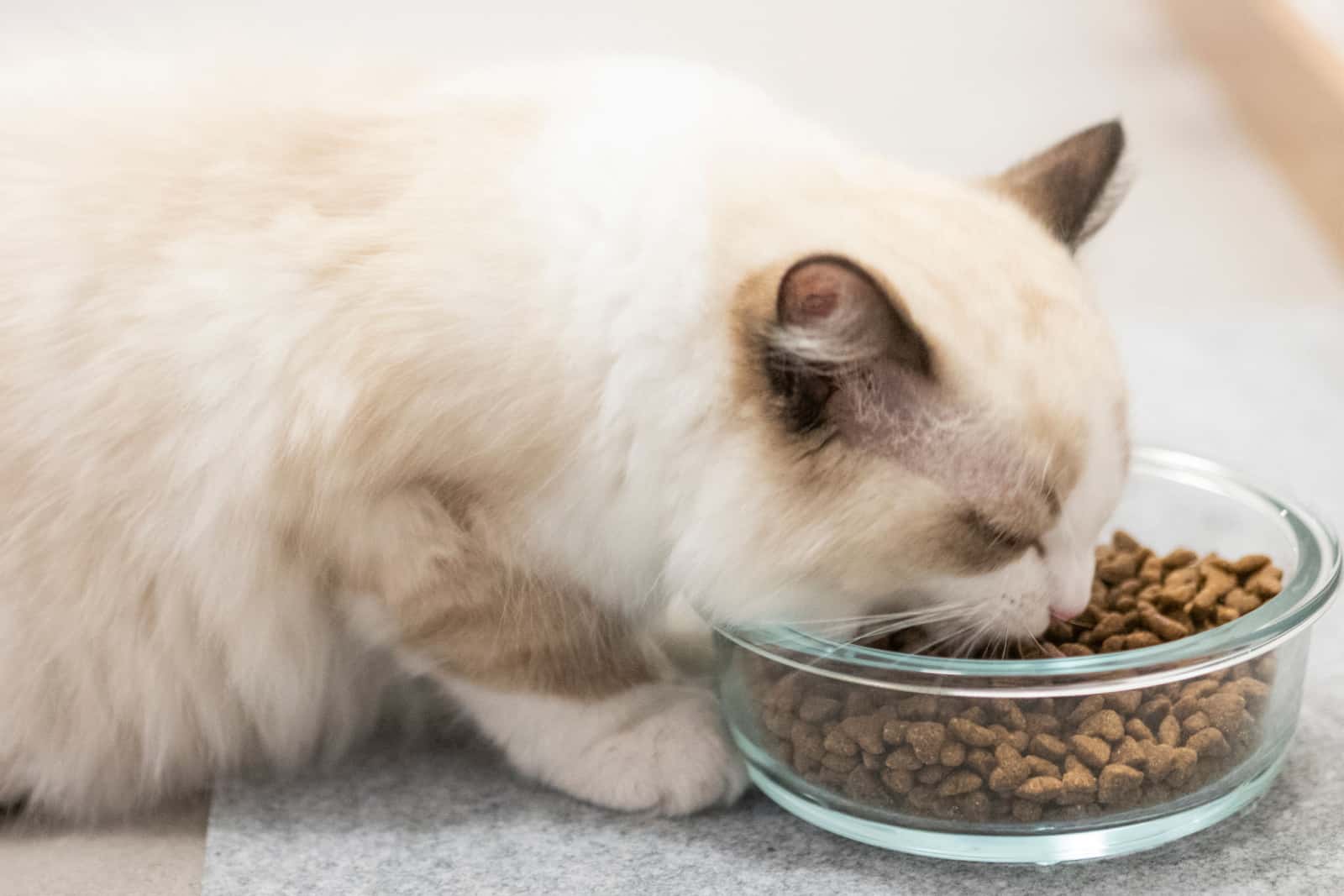 A Ragdoll cat eating cat food