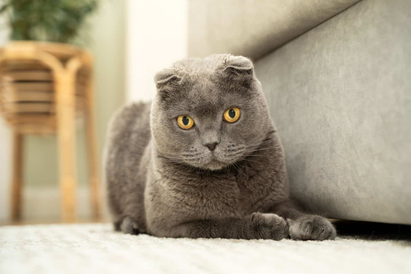 A Scottish Fold cat lies on the floor