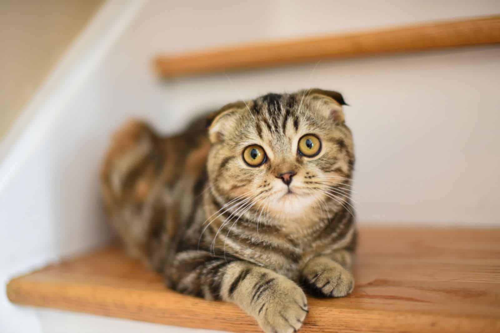 A Scottish Fold cat lies on the stairs