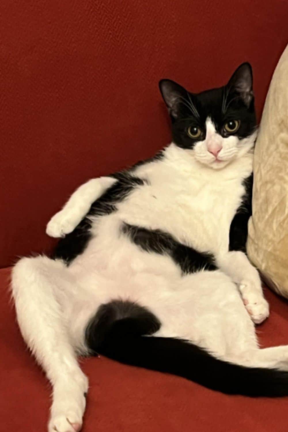 A White and black cat sitting like a human